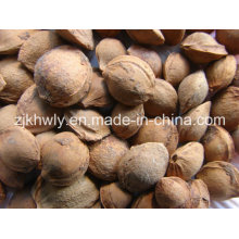 Bitter Almond in Shell